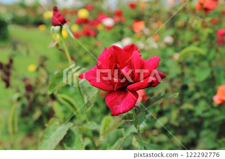 Arao City Ominous Citizen Flower Bed Rose Flower, Arao City Ominous Citizen Flower Bed Rose Flower, 122292776