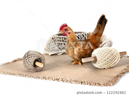 nature decoration and chicken 122292862