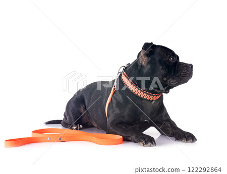 staffordshire bull terrier 122292864