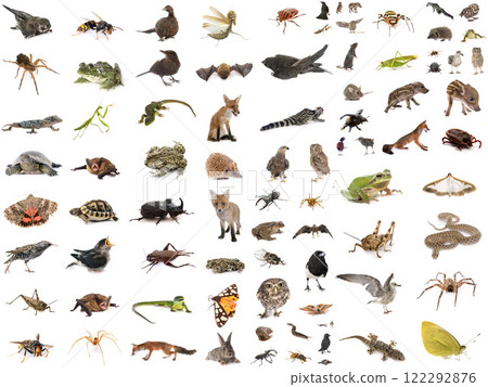 european wildlife in studio 122292876