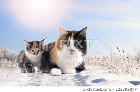young Kurilian Bobtail and mother 122292877
