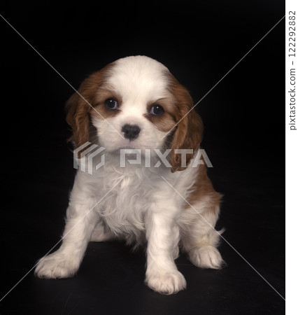 young cavalier king charles young cavalier king charles 122292882