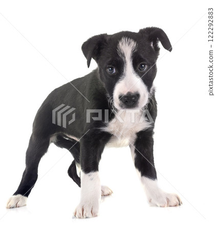 puppy border collie in studio puppy border collie in studio 122292883