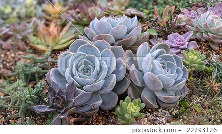 Succulent plants Succulent plants 122293126
