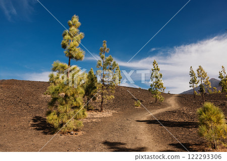 Winding dirt path surrounded by young pine trees on a volcanic slope Winding dirt path surrounded by young pine trees on a volcanic slope 122293306