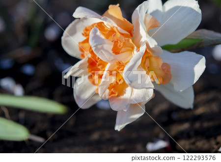 Narcissus close up. Beautiful flower with white orange petals, stamens and green leaves grows in ground on sunny spring day. Selection breeding. Artificially bred plant. Cultivated varietal daffodil 122293576
