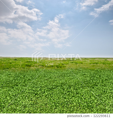 Blue sky and green field with the foreground in focus Blue sky and green field with the foreground in focus 122293611