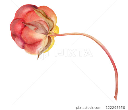 Cloudberry raspberry sloe fruit with leaves petals on receptacle stalk hand drawn in watercolor, red ripe forest berry dewberry mulberry loganberry boysenberry. Botanical isolated element illustration Cloudberry raspberry sloe fruit with leaves petals on receptacle stalk hand drawn in watercolor, red ripe forest berry dewberry mulberry loganberry boysenberry. Botanical isolated element illustration 122293658