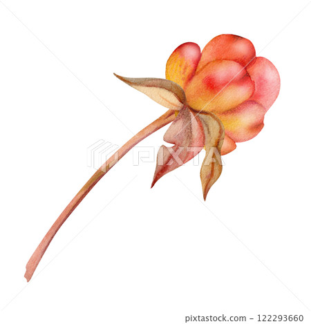 Cloudberry raspberry sloe fruit on receptacle stalk with leaves petals, watercolor hand drawn, red ripe forest berry loganberry boysenberry dewberry mulberry. Botanical isolated element illustration 122293660