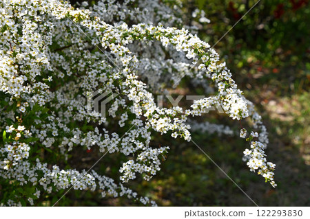 Yukiyanagi（Yukiyanagi） 122293830