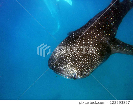 Whale shark 122293837