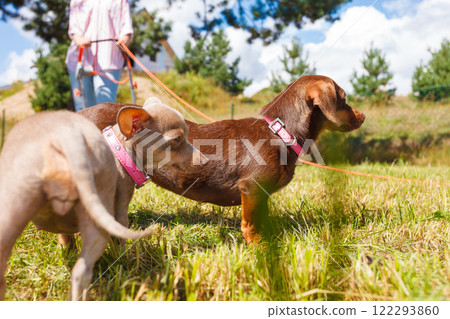 Little dogs playing outside 122293860