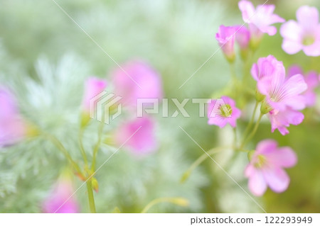 漂亮的酢漿草 122293949