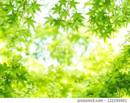 Spring Maple...3 Spring Maple...3 122293981