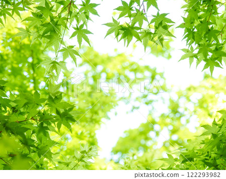 Spring Maple...4 Spring Maple...4 122293982