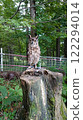 owl   122294014