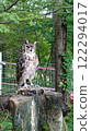 owl   122294017