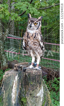 owl   owl   122294018
