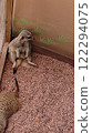 Ruined Meerkat 122294075