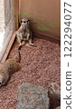 Ruined Meerkat 122294077