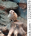 meerkat  122294079