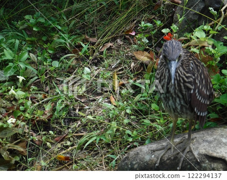 Great blue heron 122294137
