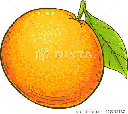 Grapefruit Fruit  with leaf Colored Detailed Illustration. 122294187