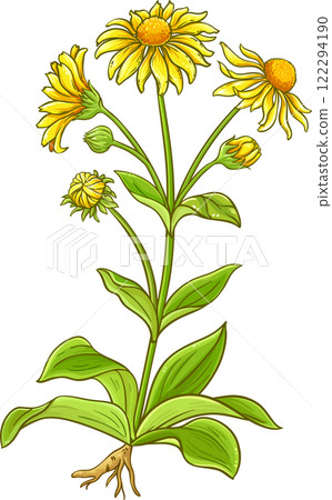 Arnica Plant with Flowers and Leaves Colored Detailed Illustration. Arnica Plant with Flowers and Leaves Colored Detailed Illustration. 122294190