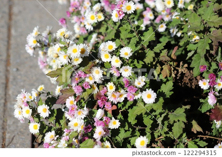 冬季花園裡盛開的白色和粉紅色小菊花 122294315