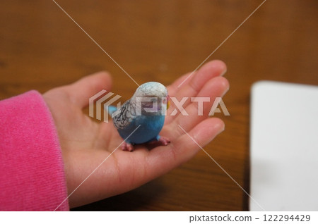 一個女孩手裡拿著一隻可愛的鸚鵡 122294429