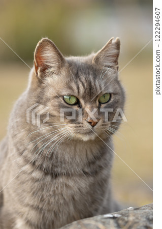 A cute stray cat with soft, fluffy, and fantastical gray fur. 122294607