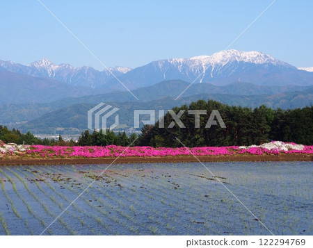 春天的南阿爾卑斯山、千疊岳和從稻平看到的福祿考 122294769