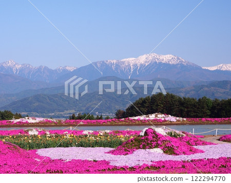 Spring Southern Alps, Mount Senjogatake and moss phlox as seen from Inadaira 122294770
