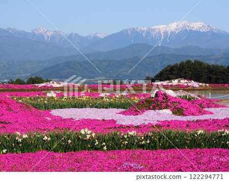 Spring and winter Southern Alps, Mount Senjogatake and moss phlox as seen from Inadaira 122294771