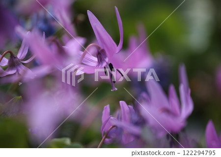 Katakuri flowers 122294795