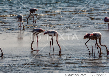 Flamingos near Walvis Bay 122295433