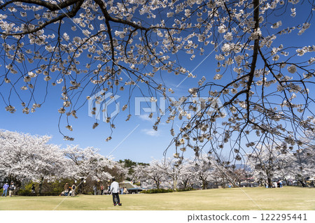 西山公園的櫻花 122295441