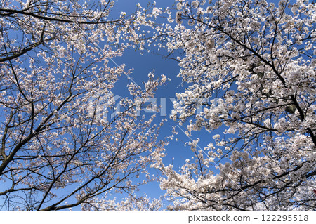 Asuwa River Cherry Blossom Tree Line, one of Japan's Top 100 Cherry Blossom Spots Asuwa River Cherry Blossom Tree Line, one of Japan's Top 100 Cherry Blossom Spots 122295518