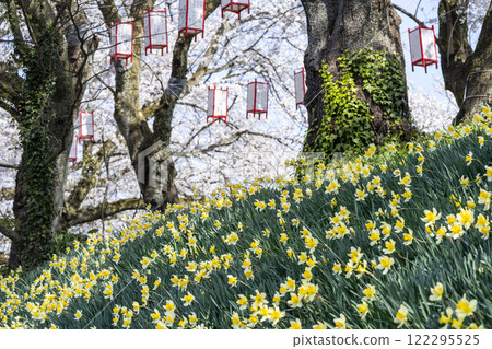 Asuwa River Cherry Blossom Tree Line, one of Japan's Top 100 Cherry Blossom Spots 122295525