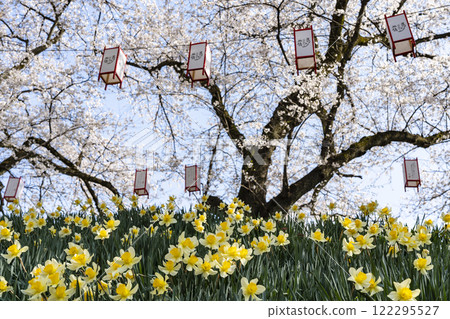 Asuwa River Cherry Blossom Tree Line, one of Japan's Top 100 Cherry Blossom Spots 122295527
