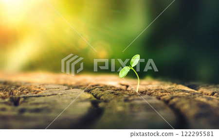 New Life concept with seedling growing sprout (tree). business development symbolic. A strong seedling growing in the stumps. Concept of building a future focus on new life. hope, freedom, life. 122295581