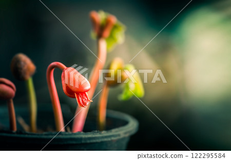 small tree growing with sunshine in garden. planting tree, environment, background.agriculture, horticulture. plant growth evolution from seed to sapling, ecology concept. eco concept. Growing plant. 122295584