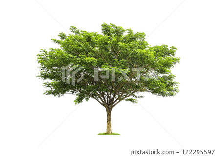 isolated big tree on White Background. Large trees database Botanical garden organization elements of Asian nature in Thailand 122295597