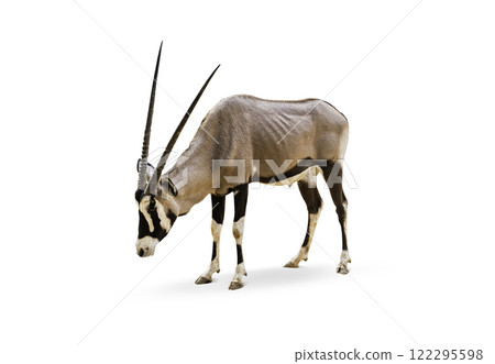 Wild Arabian Oryx leucoryx,Oryx gazella or gemsbok isolated on white background. large antelope in nature habitat, Wild animals in the savannah. Animal with big straight antler horn. 122295598