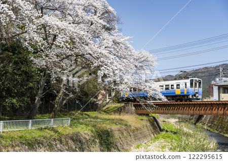 Echizen Railway and Sakura 122295615