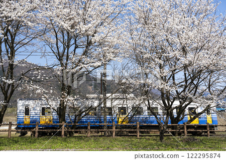 Echizen Railway and cherry blossom trees 122295874