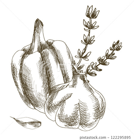 Fresh vegetables ink illustration with sweeet pepper, spicy garlic and thyme branches. Hand drawn vegan food, outline sauce ingredient clipart for restaurant menu, product packing, label, logo design 122295895