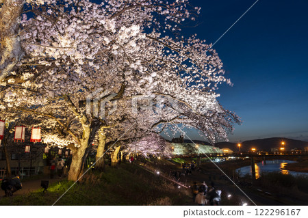賞櫻勝地百選：足羽川夜櫻 櫻花樹 122296167