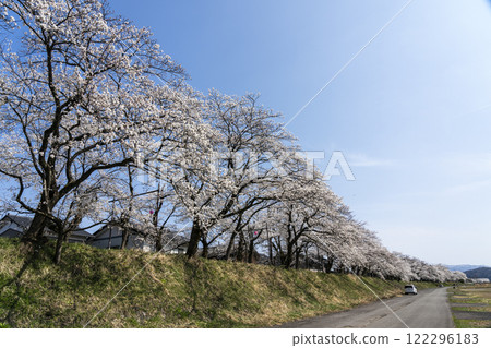 Katsuyama Benten Cherry Blossoms Katsuyama Benten Cherry Blossoms 122296183