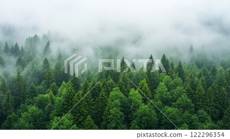 Lush evergreen forest shrouded in morning mist and fog captured in nature landscape 122296354